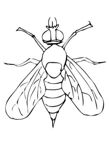 Drosophila Fruit Fly Image Coloring Page