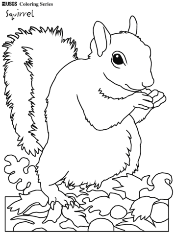 Eastern Gray Squirrel Image Coloring Page