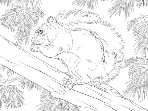 Eastern Grey Squirrel Image Coloring Page