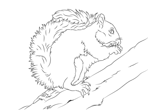 Eastern Grey Squirrel on A Tree Image Coloring Page