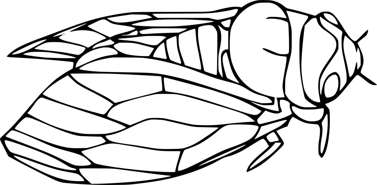 Easy Cicada Image