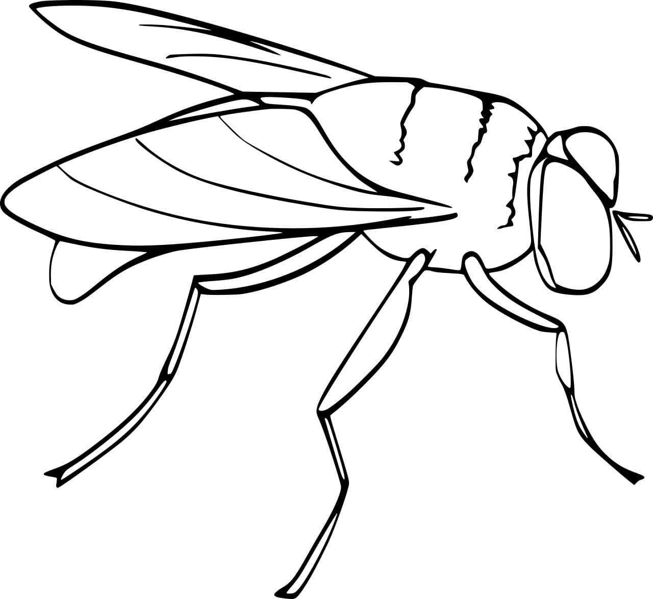 Easy Fly Image Coloring Page