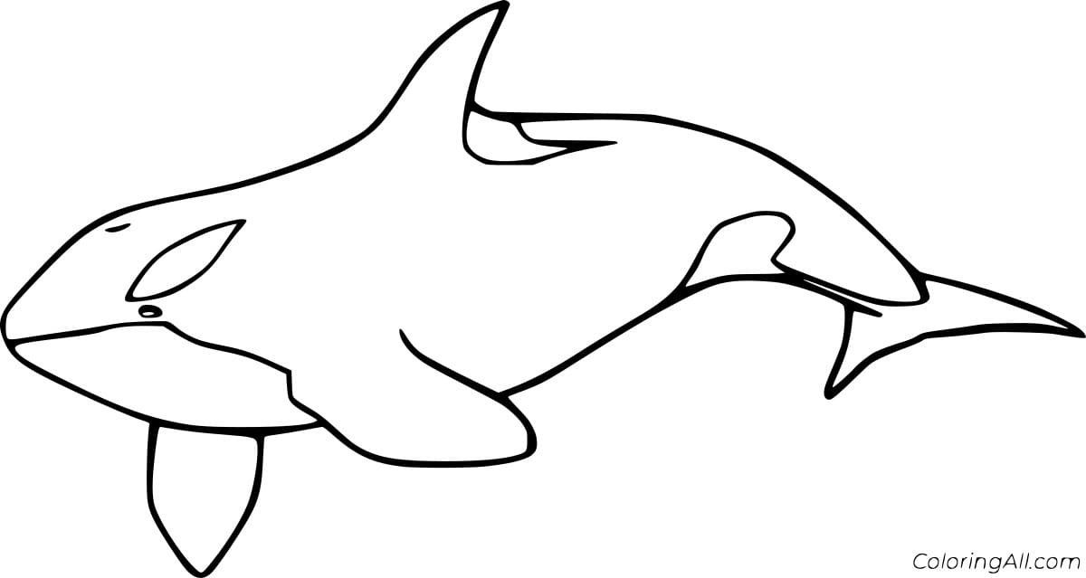 Easy Killer Whale Coloring Coloring Page