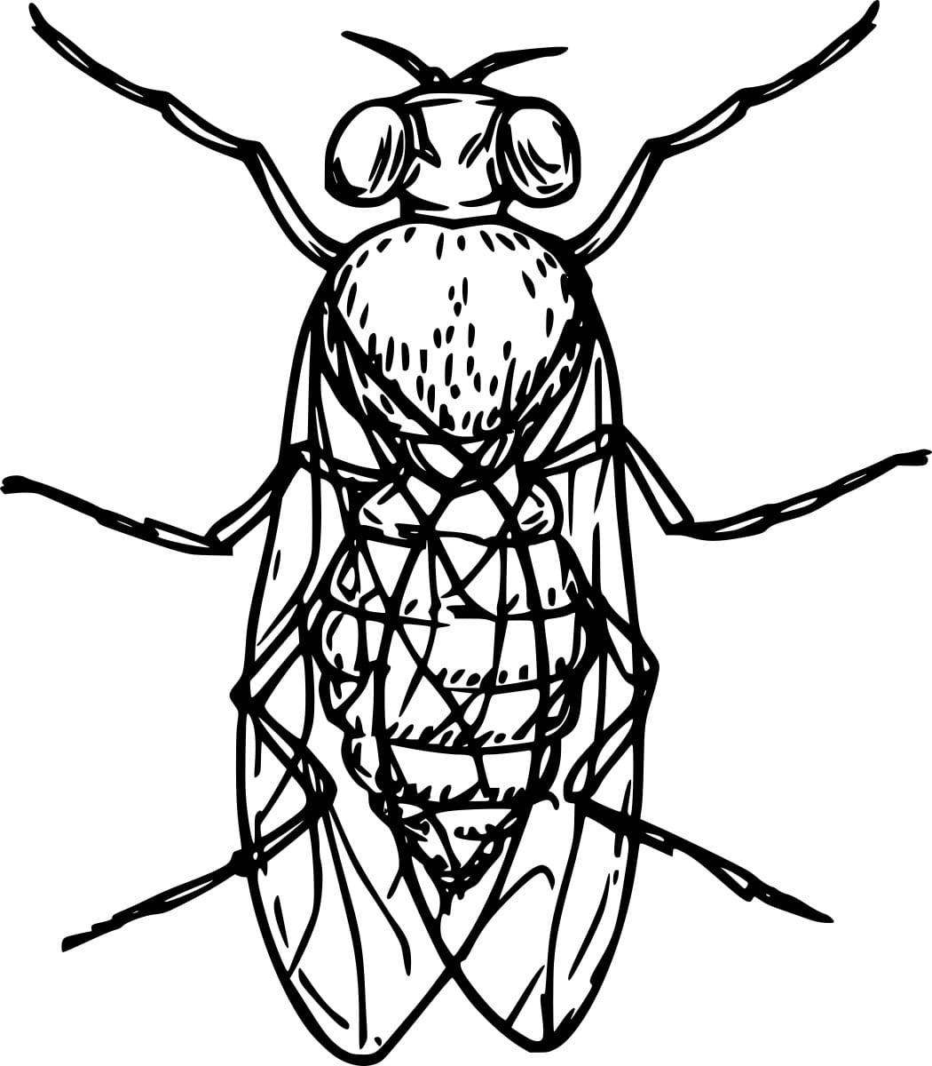 Easy Realistic Cicada Image