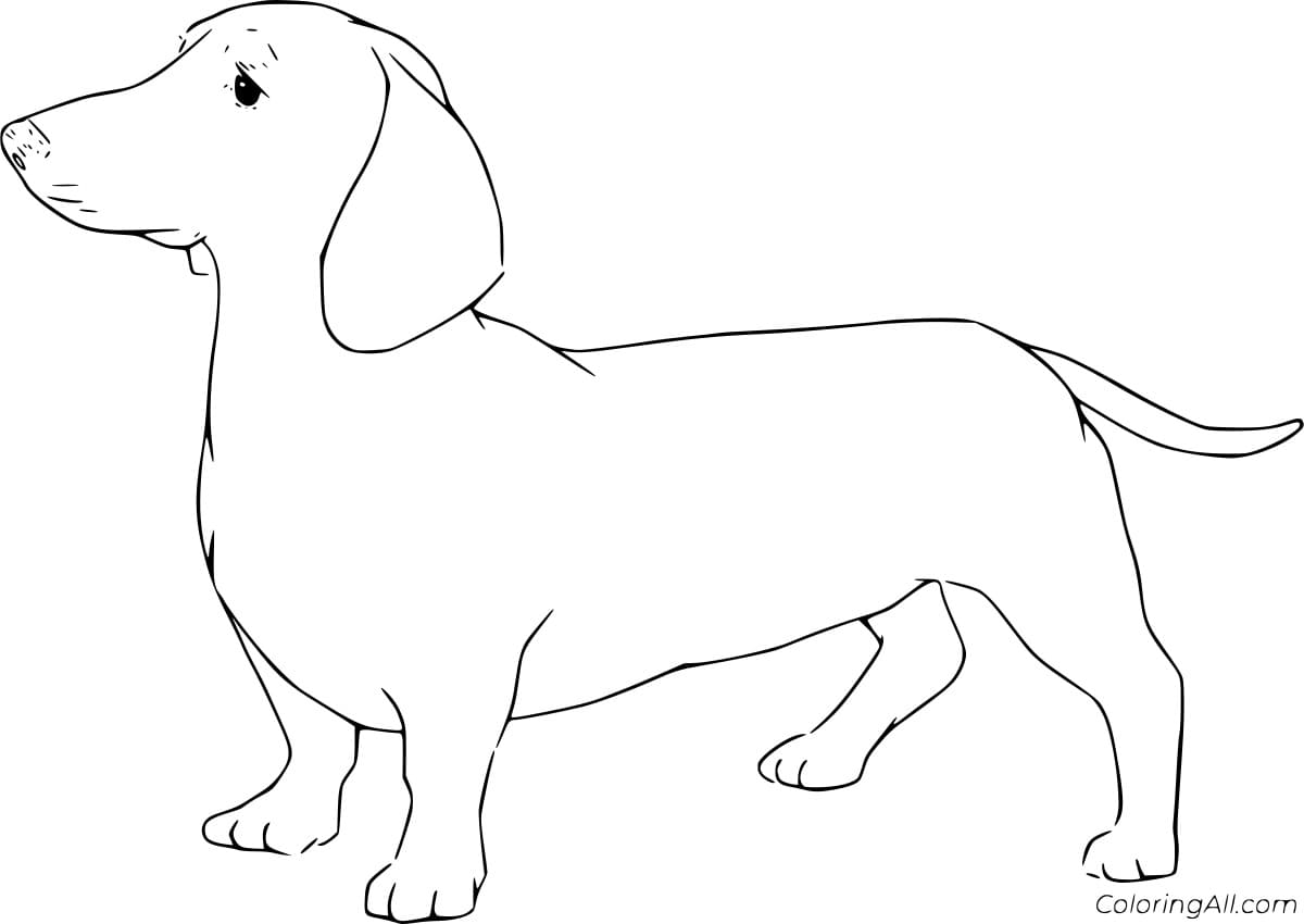 Easy Realistic Dachshund Free Printable Coloring Page