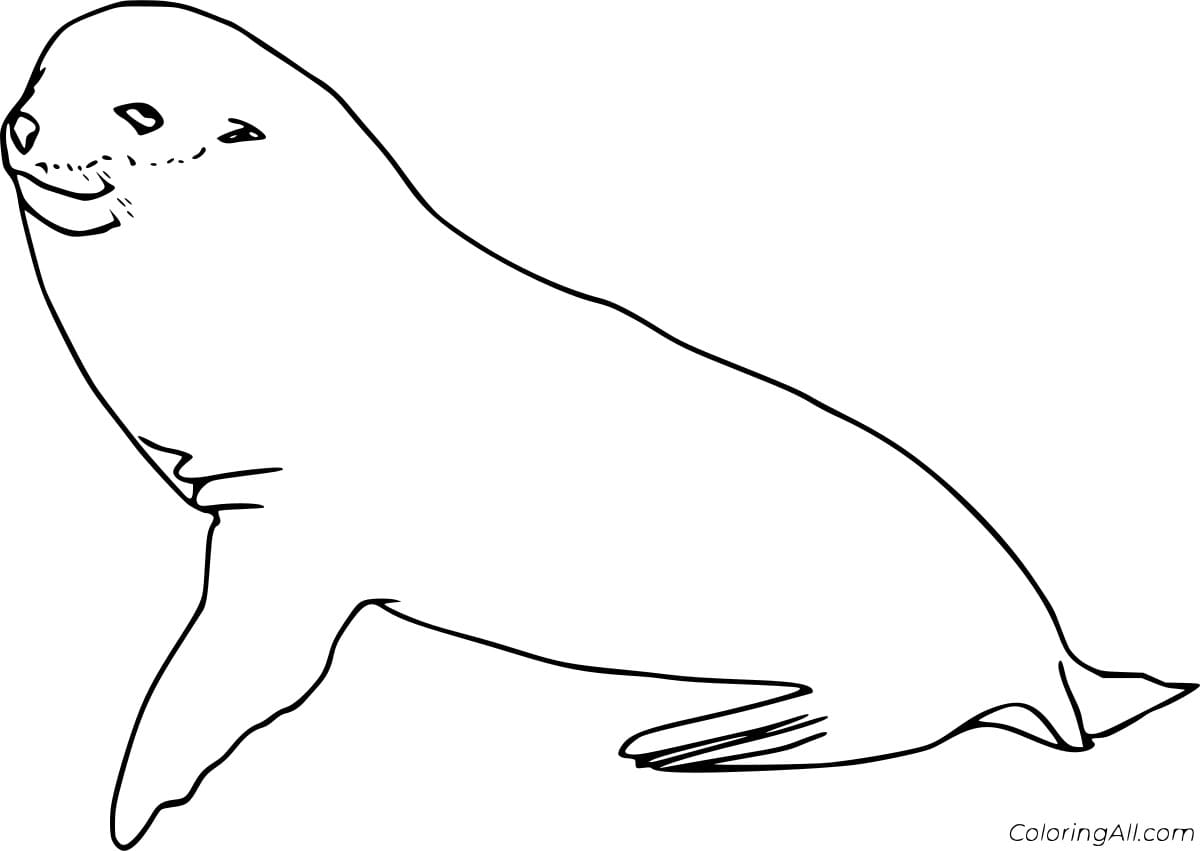 Easy Realistic Seal Coloring Page
