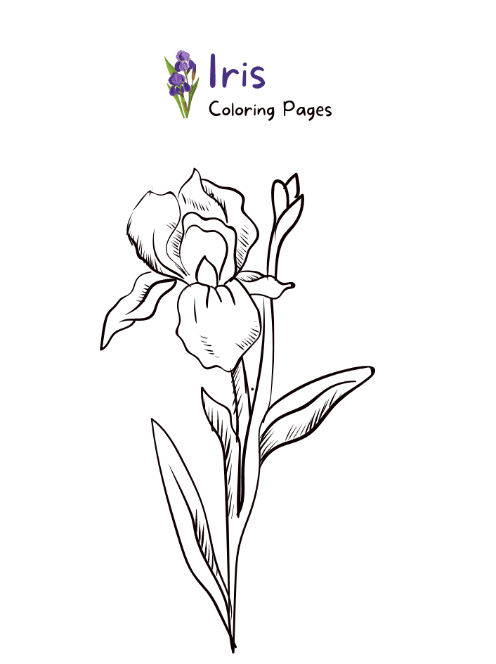 Elegant Iris Coloring Page