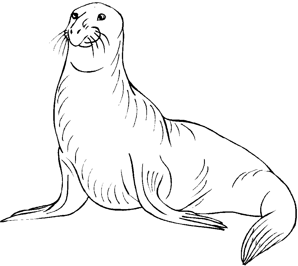 Elephant Seal Cute Coloring Page