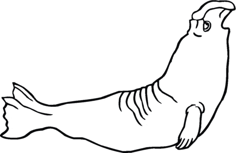 Elephant Seal Image Coloring Page