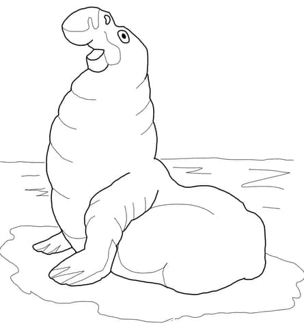 Elephant Seal Or Sea Elephant Image Coloring Page