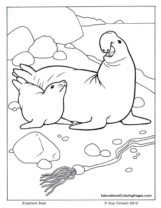 Elephant Seal Picture Coloring Page