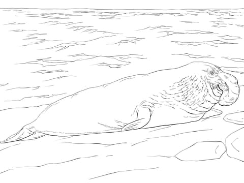 Elephant Seal On The Shore Coloring Page
