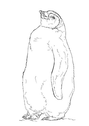 Emperor Penguin Chick Image Coloring Page