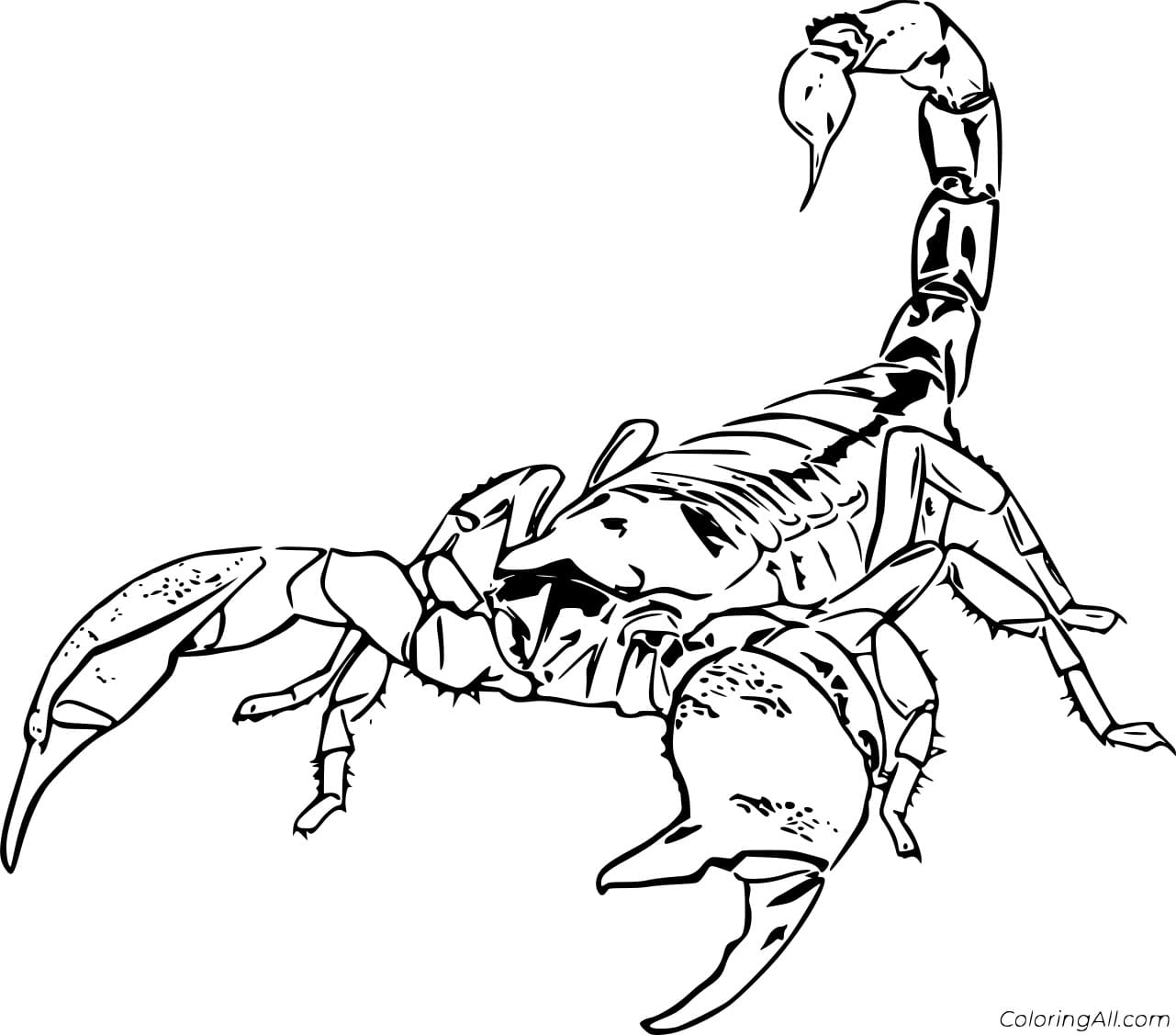 Emperor Scorpion Image Coloring Page