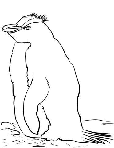 Erect-crested Penguin Image Coloring Page