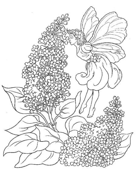 Fairy Lilac With A Pencil Image