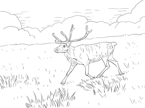 Finnish Forest Reindeer Image Coloring Page