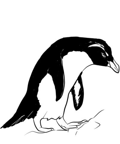 Erect-crested Penguin Image Coloring Page