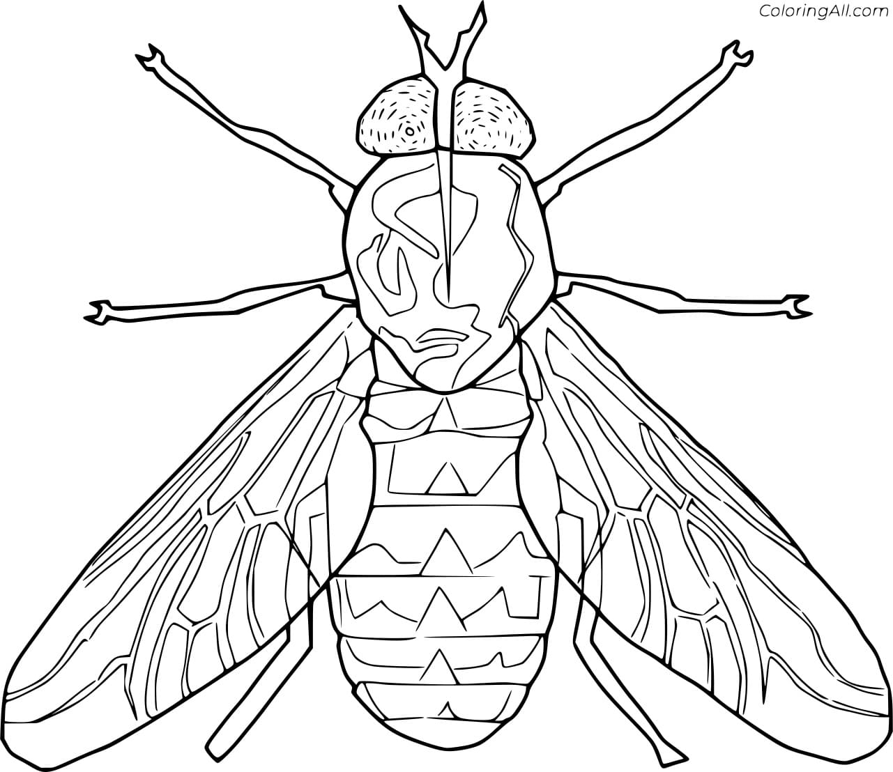 Flesh Fly Image Coloring Page