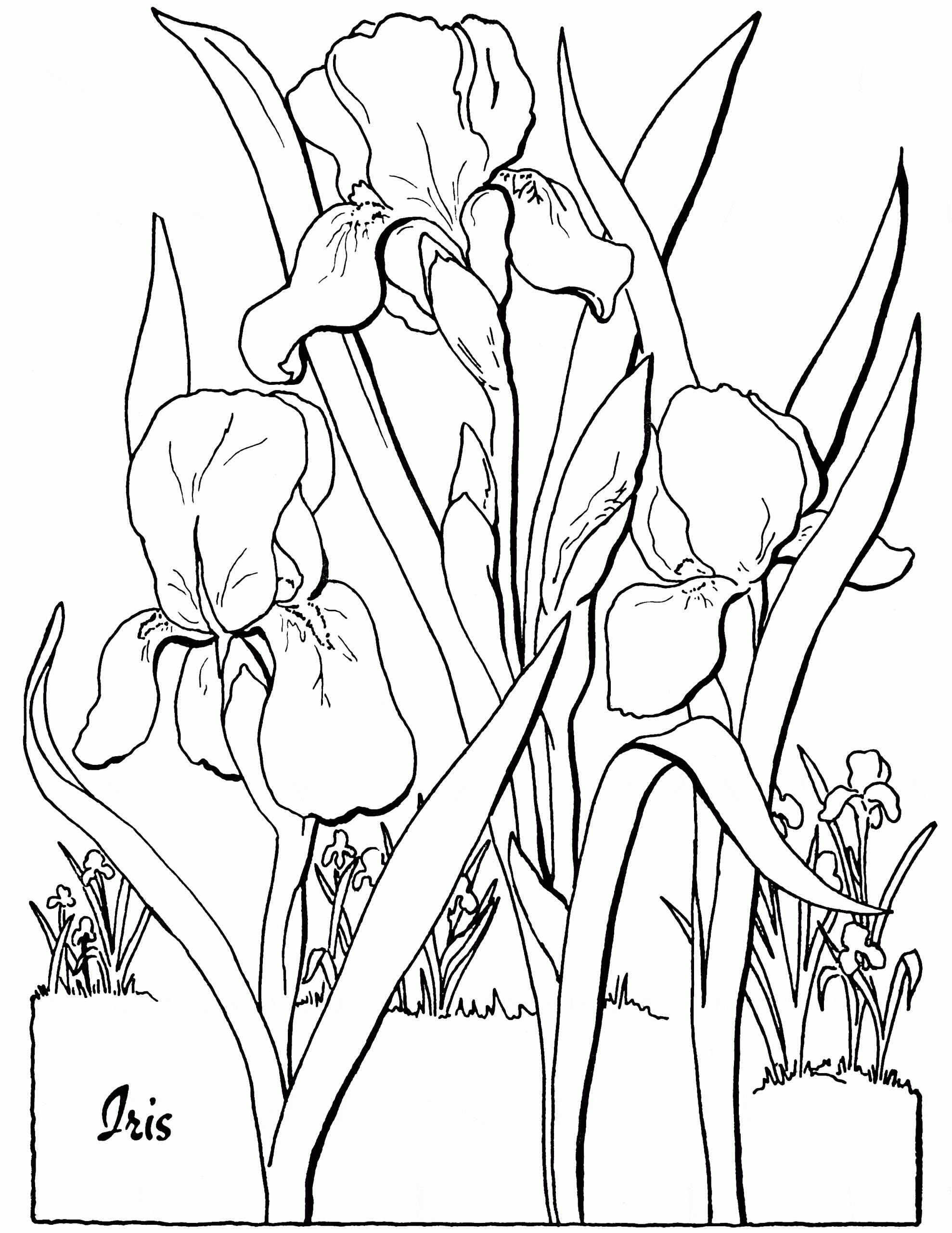 Flower Iris Image For Kids Coloring Page