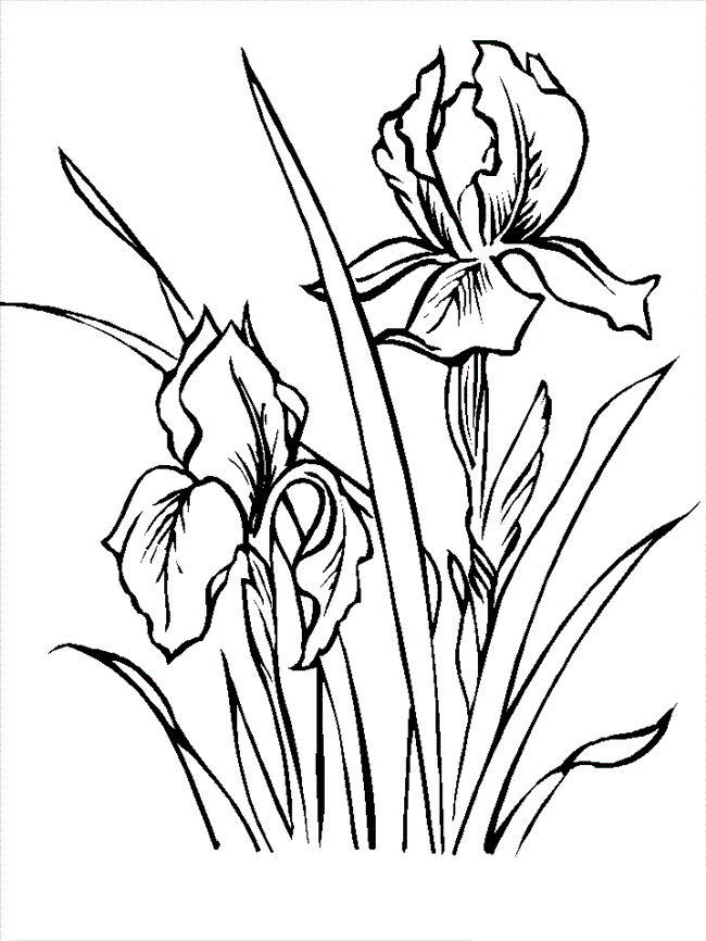 Flower Iris Image Coloring Page