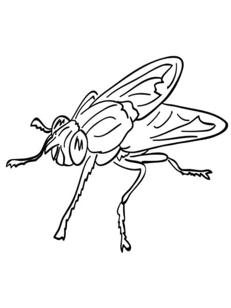 Fly Amazing Coloring Page