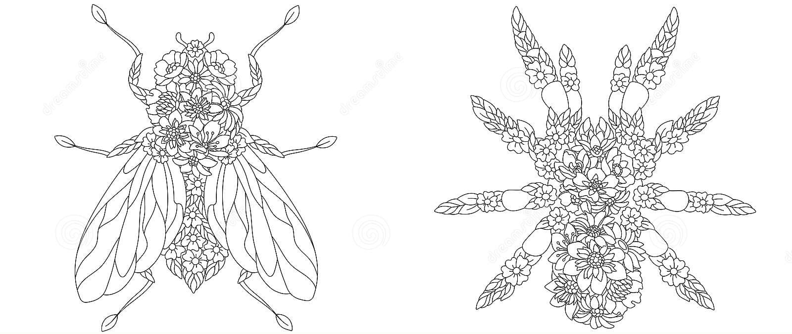 Fly And Spider Image Coloring Page