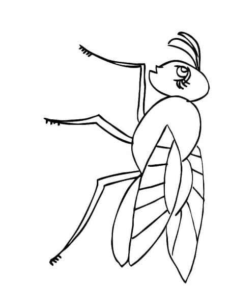 Fly Animal Image Coloring Page
