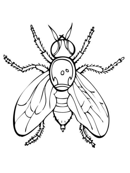 Fly Coloring For Kids Picture