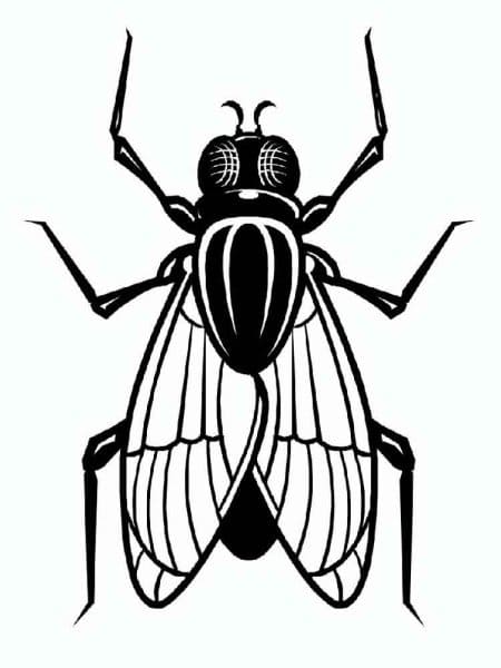 Fly Comely Image Coloring Page