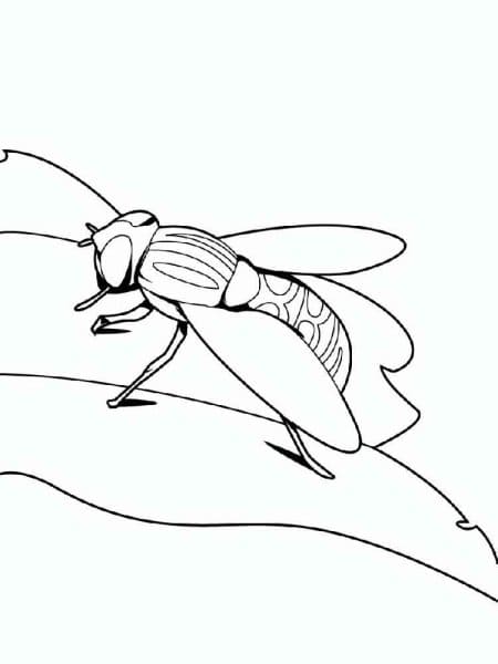 Fly Cool For Kids Coloring Page