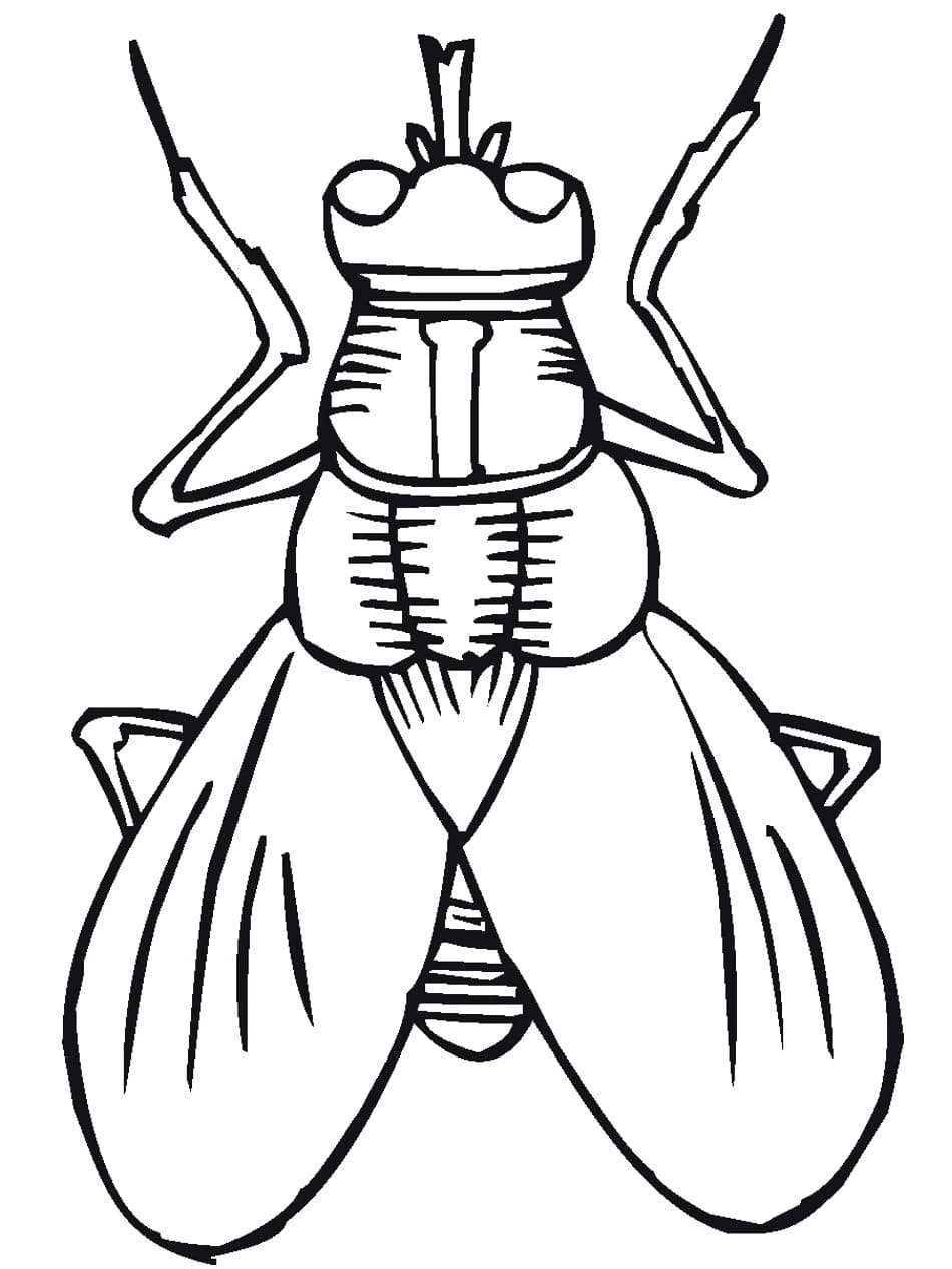 Fly Cool Coloring Pages   Coloring Cool