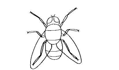 Fly-Drawing-7