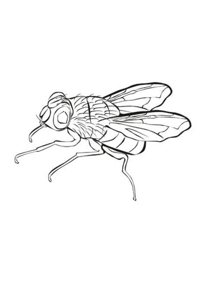 Fly Small Drawings