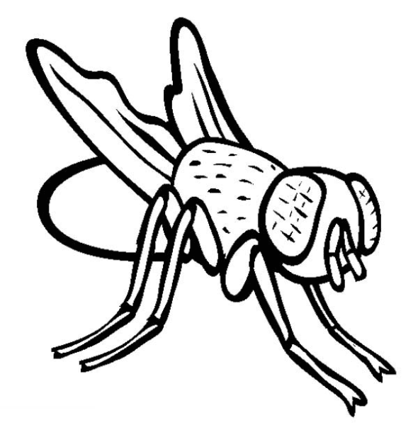 Fly Stencil Coloring Page