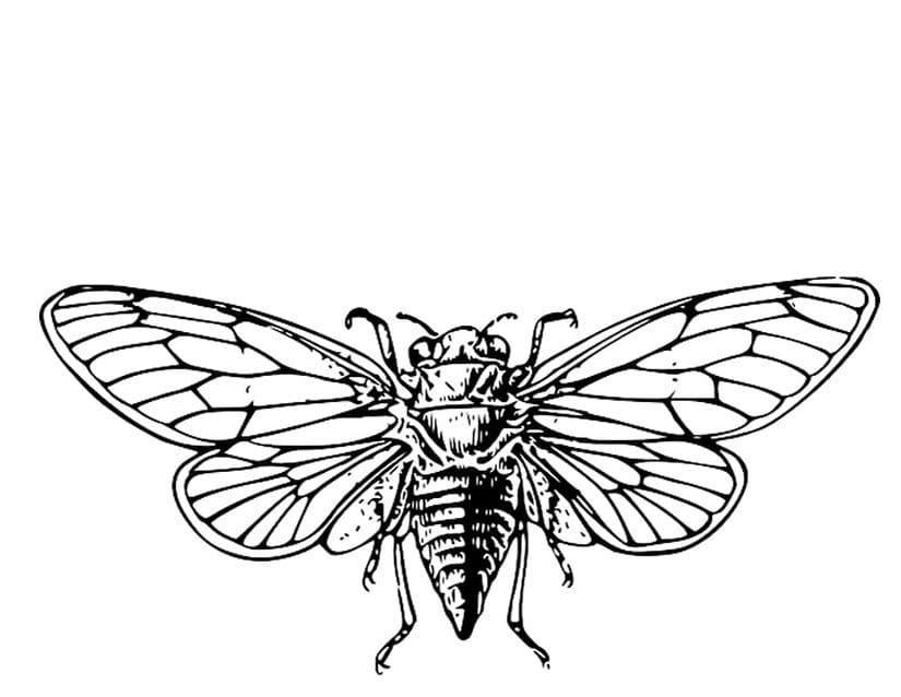Flying Cicada Music Image