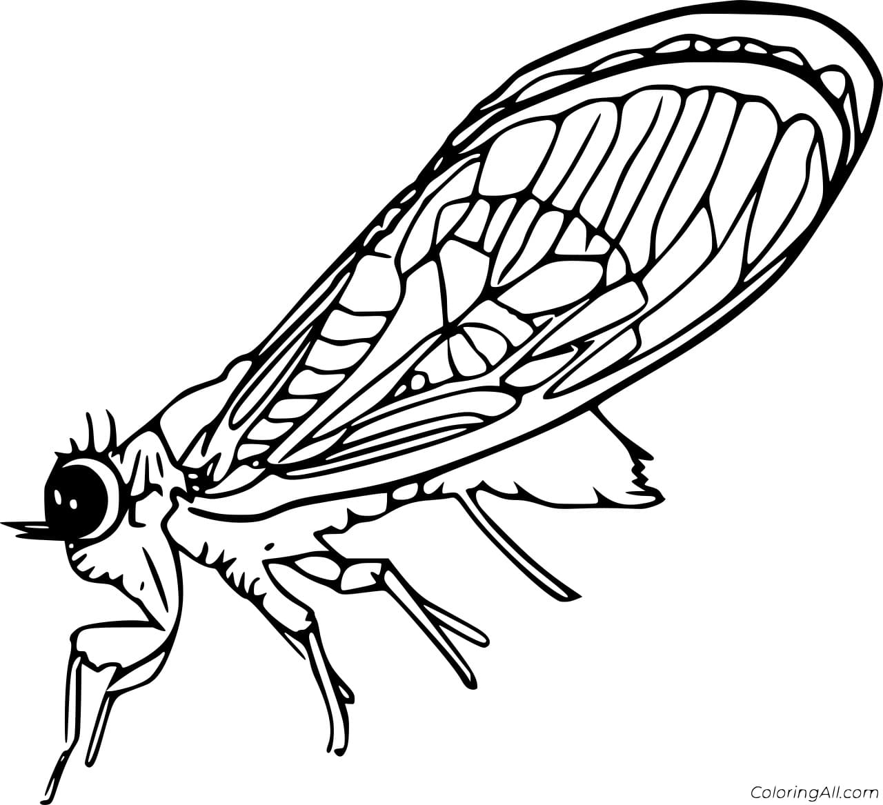 Flying Cicada