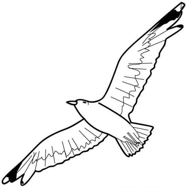 Flying Seagull Image Cute Coloring Page