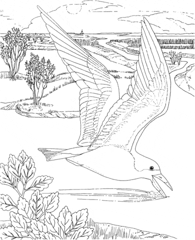Flying Seagull Lovely Image Coloring Page