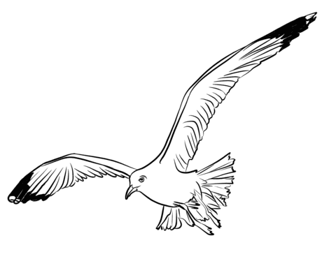 Flying Seagull Coloring Page