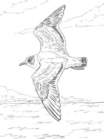 Franklin’s Gull Coloring Page