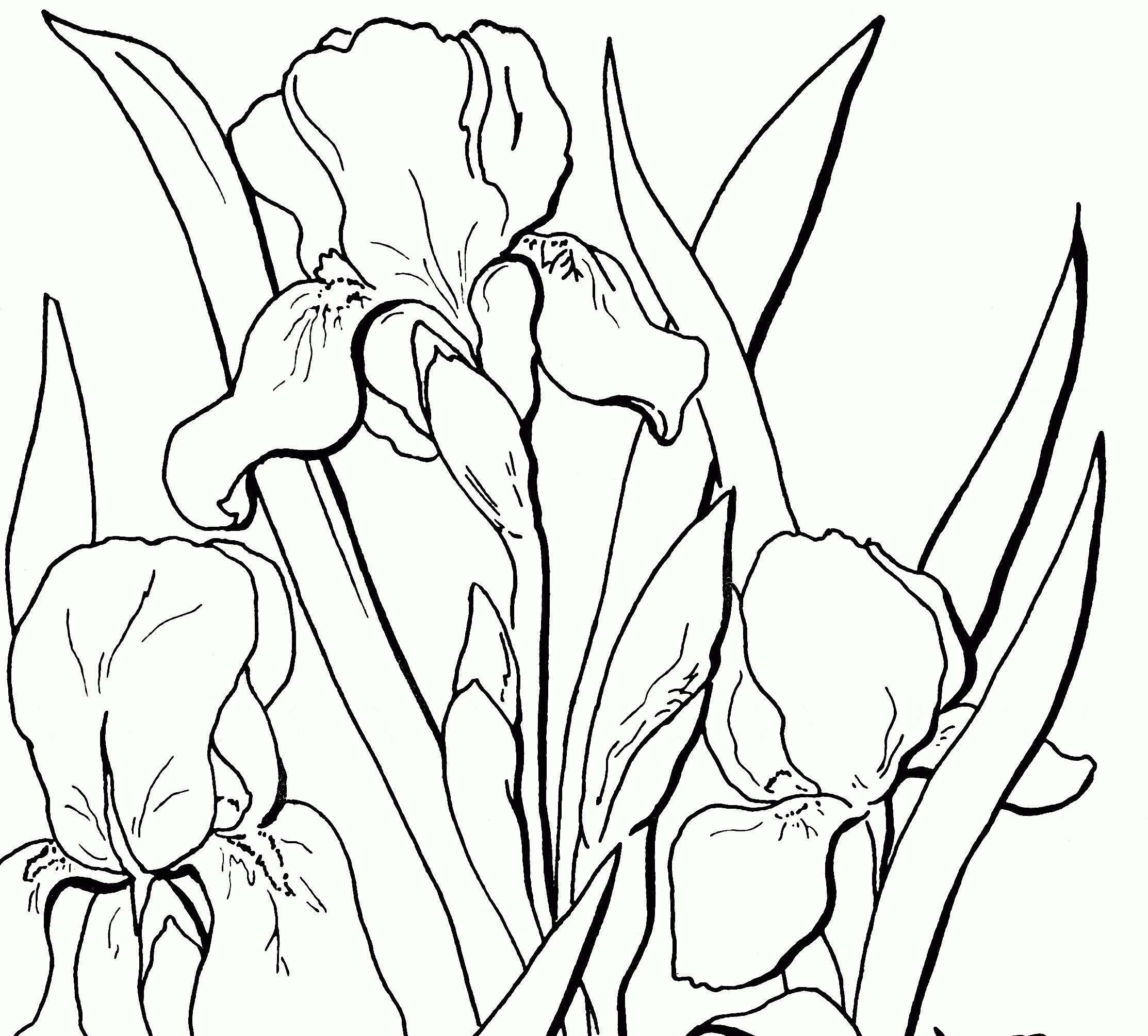Free Adult Iris Coloring Page
