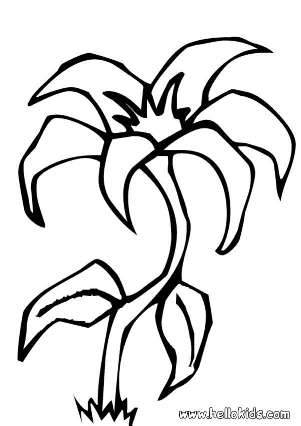 Free Easter Lily Free Printable Coloring Page