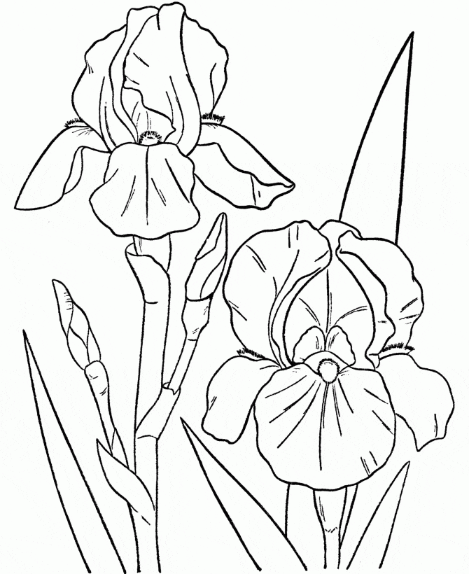 Free Image Of Iris Flower Coloring Page
