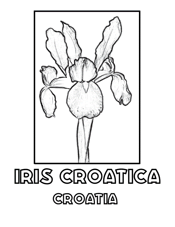 Free Iris Flower Coloring Page