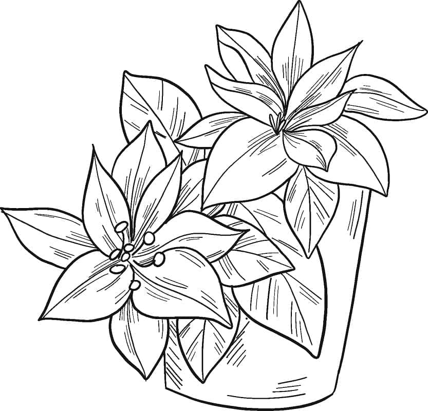Free Poinsettia in a Pot Image Coloring Page