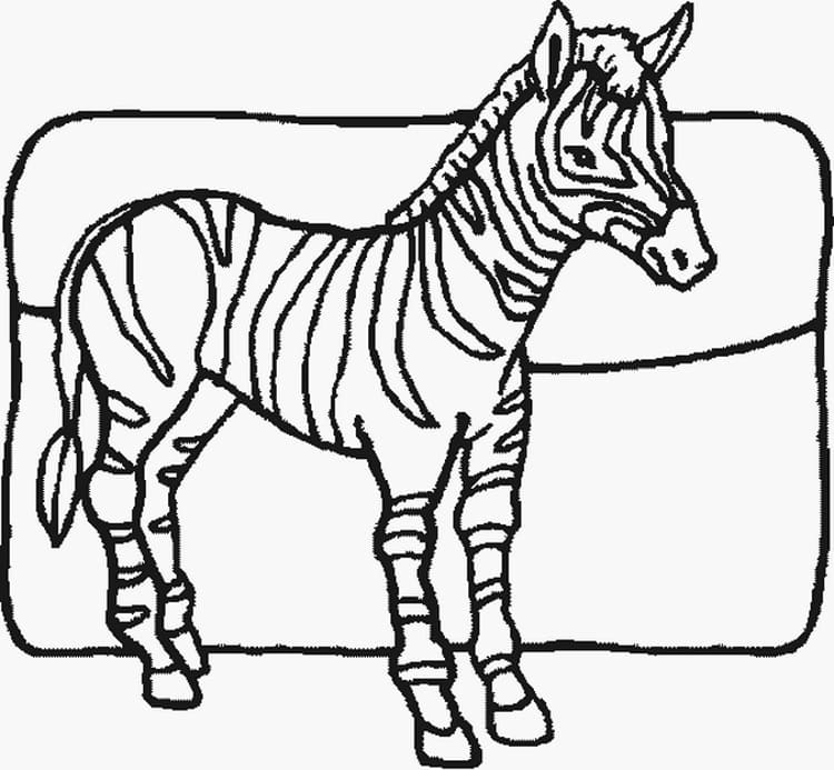 Free Printable Zebra For Kids Coloring Page