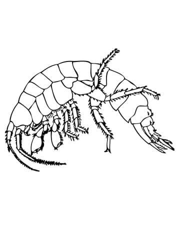 Freshwater Shrimp Image Coloring Page