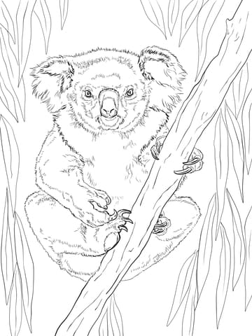 Friendly Female Koala Free Printable Coloring Page