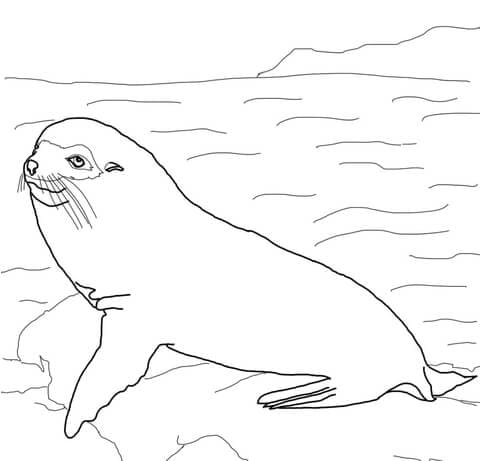 Galapagos Fur Seal Coloring Page